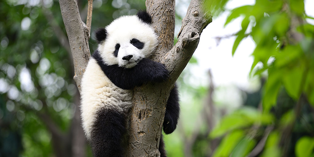 panda in a tree at the smithsonian national zoo washington dc