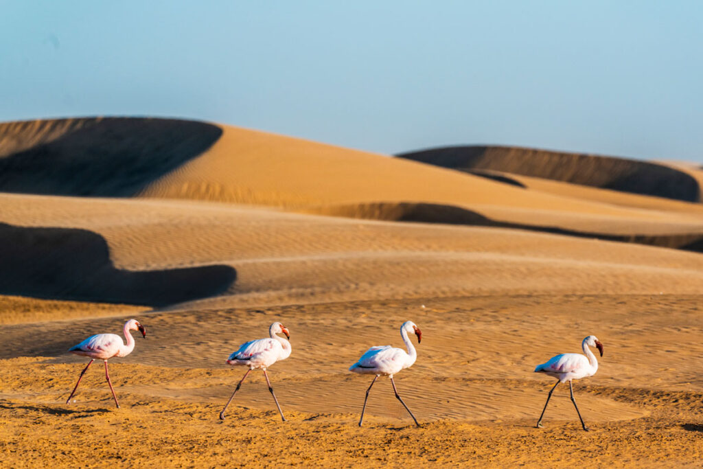 Sand dunes and flamingos in Walvis Bay Namibia