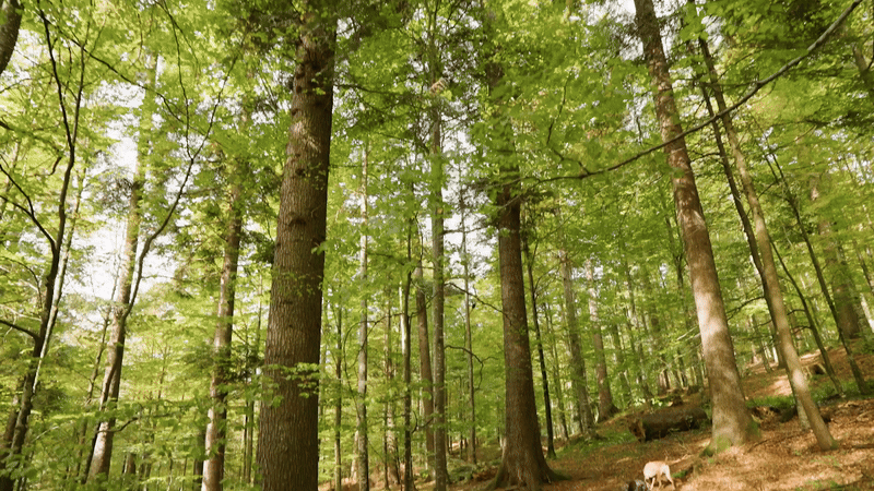 Truffle hunting in Romania